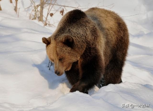 东北棕熊和俄罗斯棕熊再次打架,棕熊和棕熊打起来谁更厉害