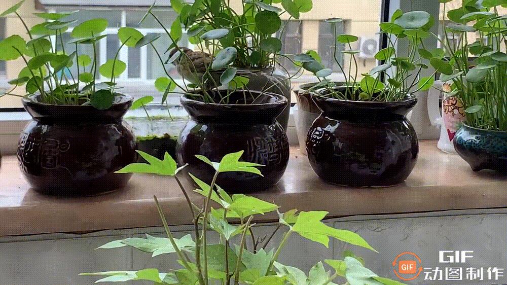 家里的花都被猫弄了怎么办,家里的花被别人摘了怎么办