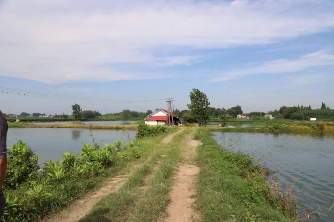 黄颡鱼养殖后期收益怎么样,黄颡鱼养殖后期收益如何