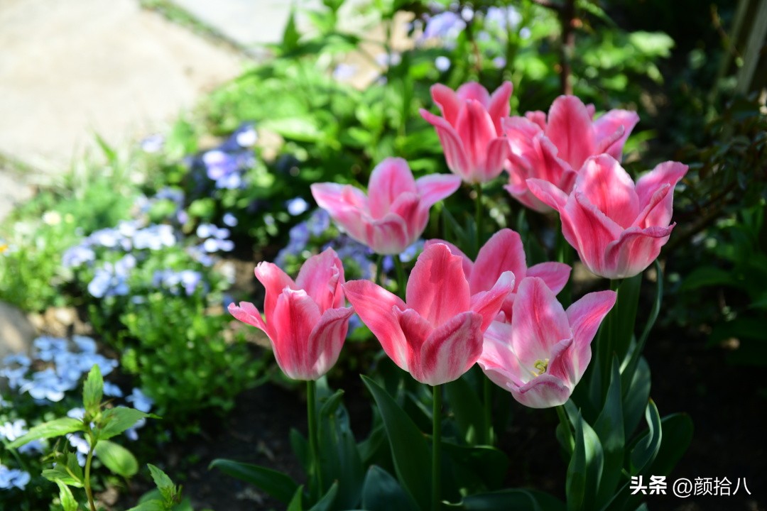 盘点今年河马花园里最美的几款郁金香|园丁