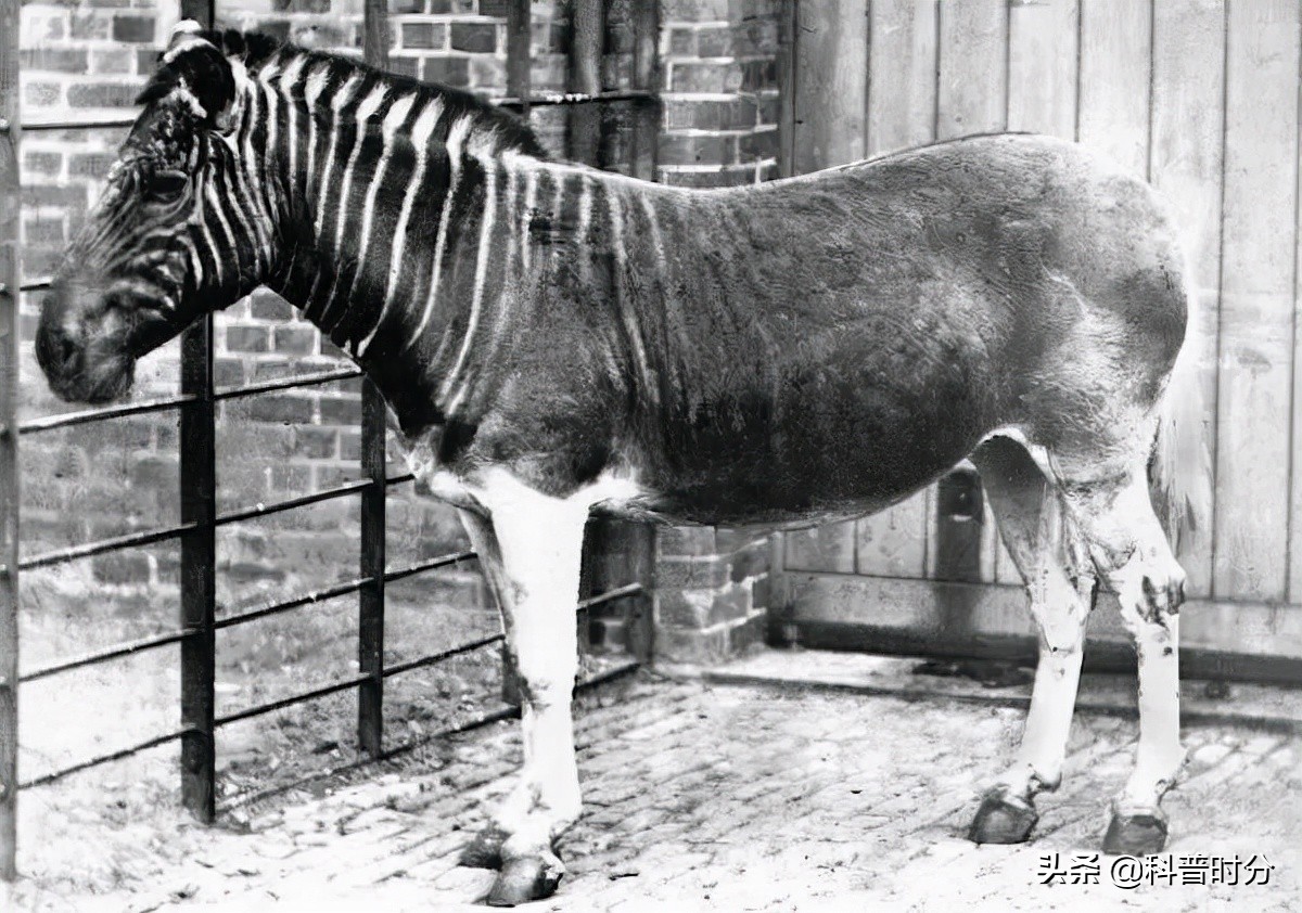 25只已经灭绝的史前动物,已灭绝又复活的动物白鱀豚