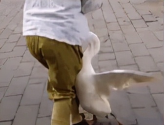 世界上最奇怪的十大鸟,世界上最恐怖的大鸟