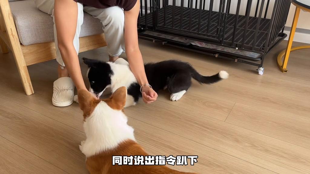 小狗要学会的23个基础动作,小狗多大开始怎么训练