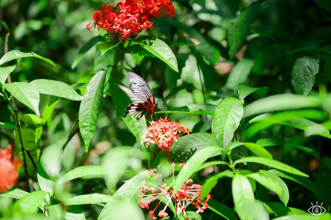 深圳10条入门登山线路推荐,深圳十大山峰最新登山攻略