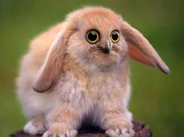 罕见的动物有趣照片难得一见,一些不为人知的美丽动物的照片