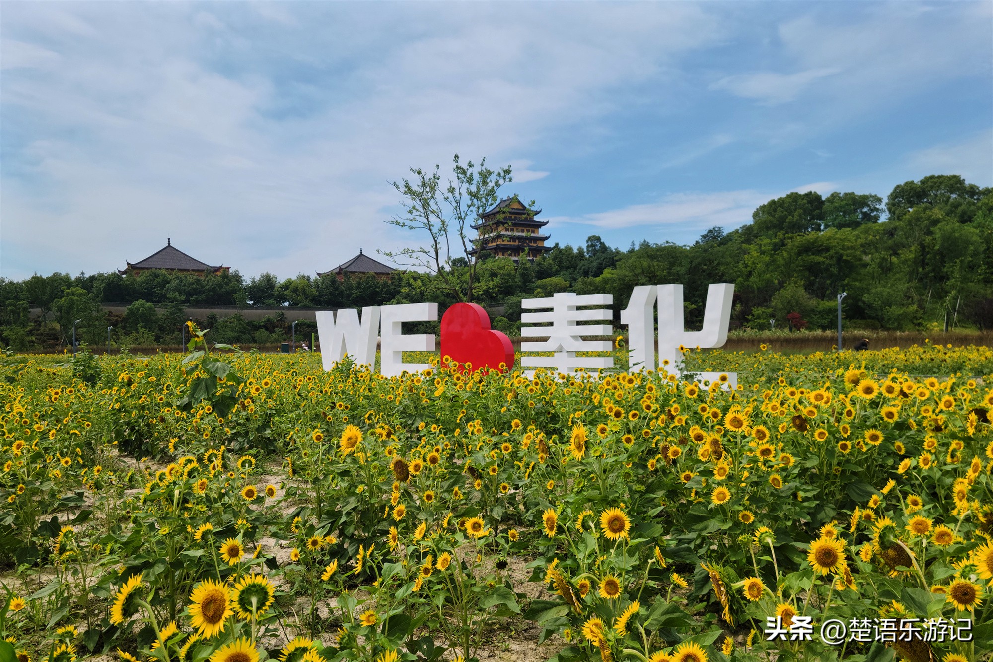宁波附近向日葵花海在哪里,宁波向日葵花海打卡网红地