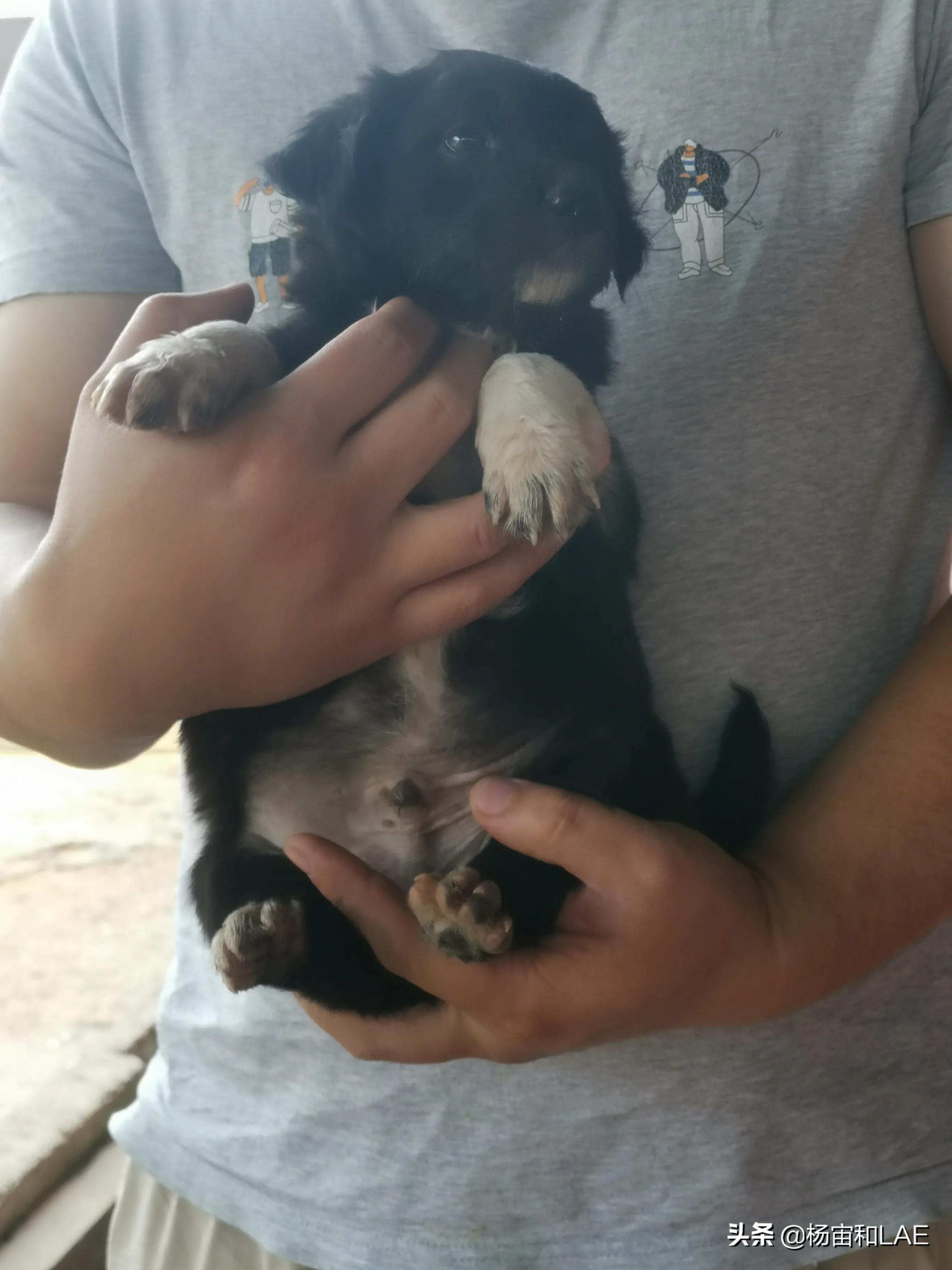 西班牙狗生病怎么办,澳洲宠物生病怎么办