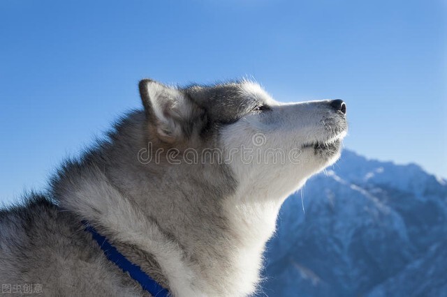 一只阿拉斯加从西安航空托运到兰州的案例分享