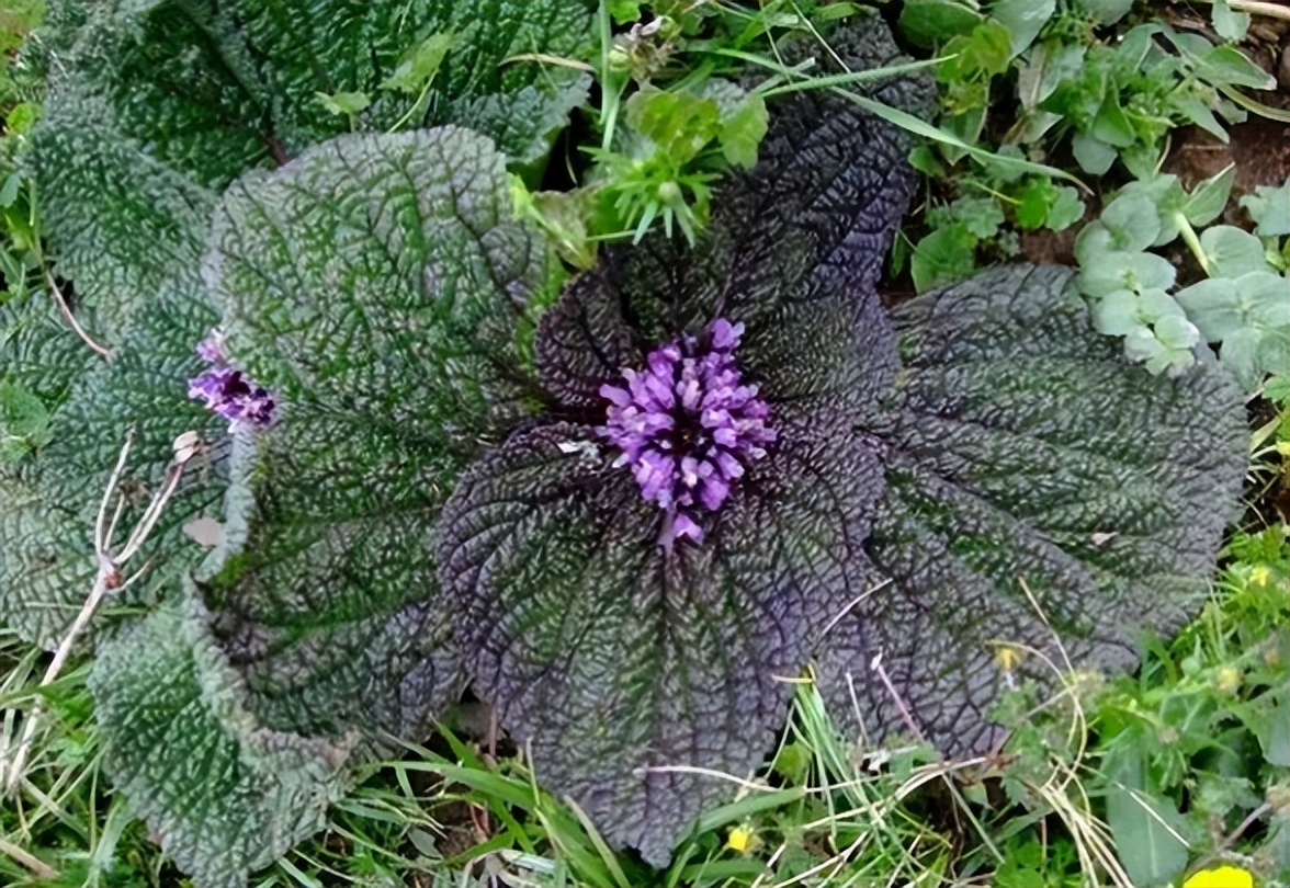 藏药独一味主治什么病的,独一味宫瘤宁胶囊作用功效