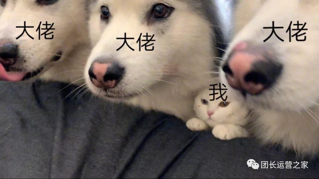 快团团帮卖团长申请条件,供货商怎么找到帮卖的团长