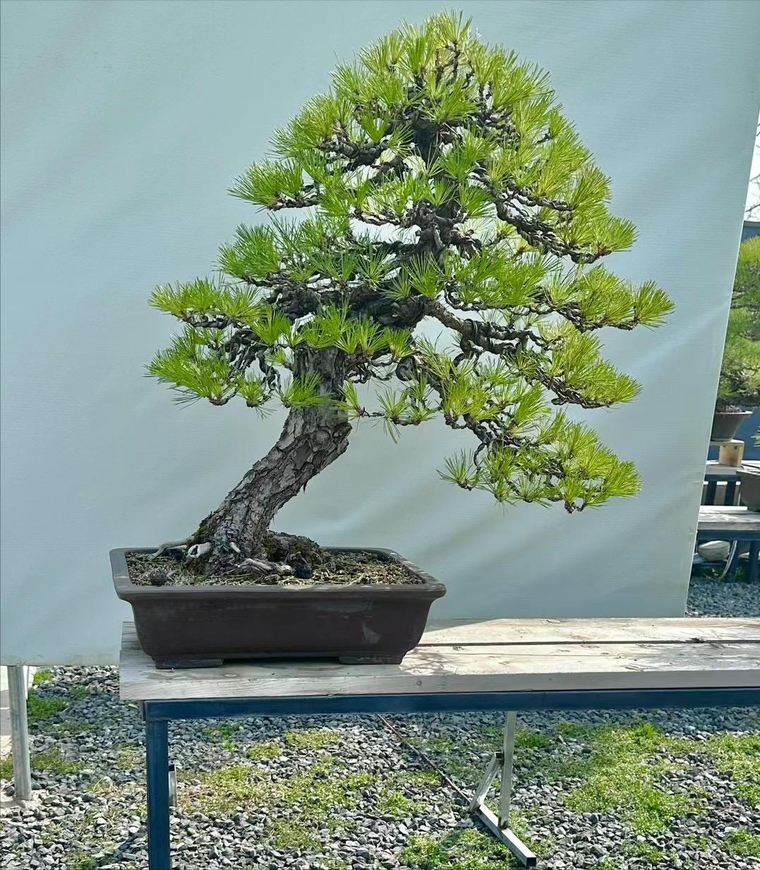 日本三河黑松盆景 (怎么挑选三河黑松盆景)