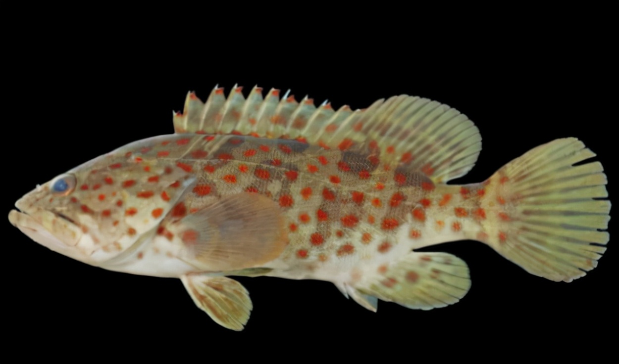 石斑鱼：家族庞大却爱独居的餐桌翘楚还有一个不为人知的小秘密