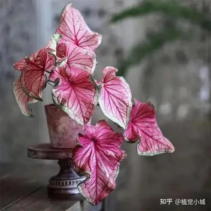 五彩芋类植物怎么养,五彩芋如何养护