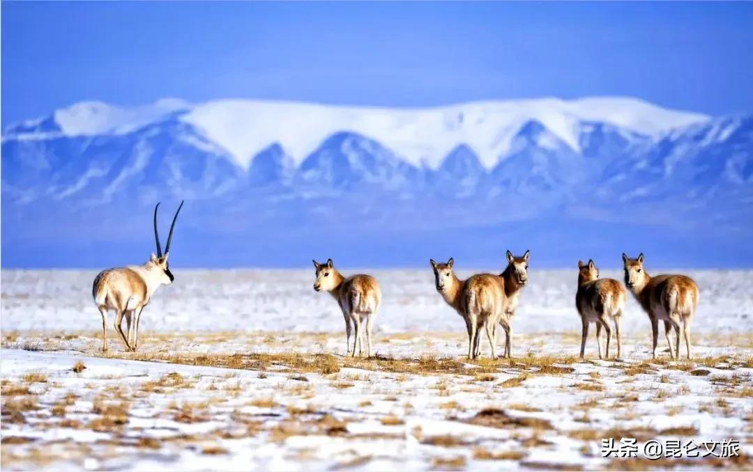 大美青海生态旅游推荐,大美青海美景短视频