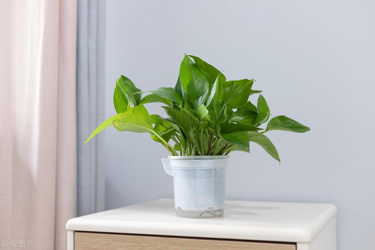 绿萝藤蔓过长怎么打理好看,绿萝藤蔓怎么养才会粗壮