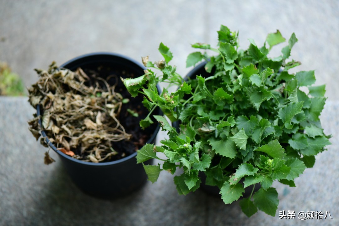 看到你的花园那么惨，我就安心了|园丁