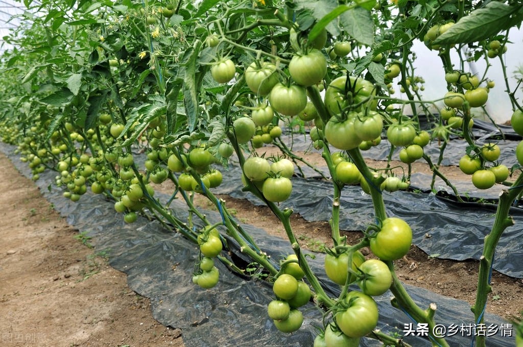 西红柿没彻底红就开裂了怎么处理,西红柿掉果用什么药