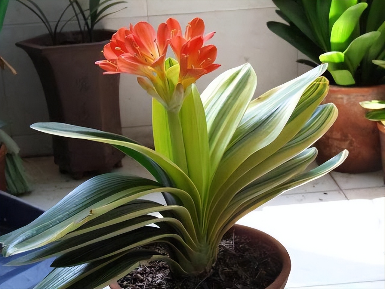 5种富贵花,7种家养富贵花