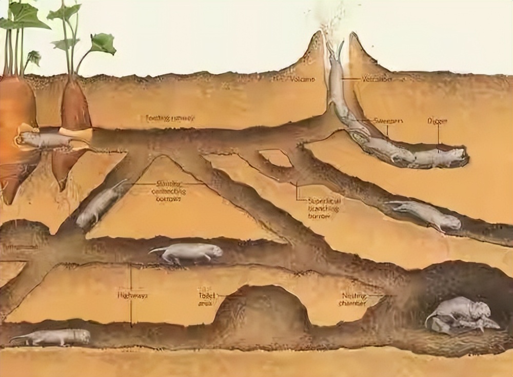 为什么农村的老鼠会消失,农村看不到老鼠了怎么回事