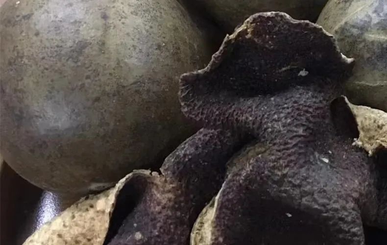 羊咳嗽止咳食物有哪些呢,羊吃什么止咳化痰