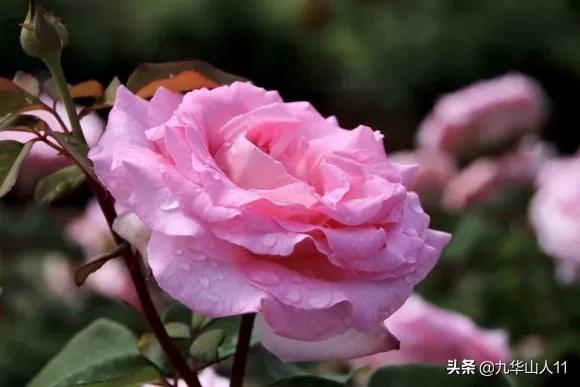 20cm大花重瓣月季品种,黄颜色大花月季是什么品种