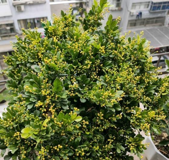 米兰花有香和不香的吗,米兰花喜欢什么肥料最好