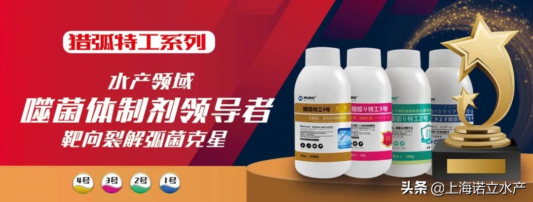 如何判断虾有没有弧菌了,为什么养虾弧菌越杀越多