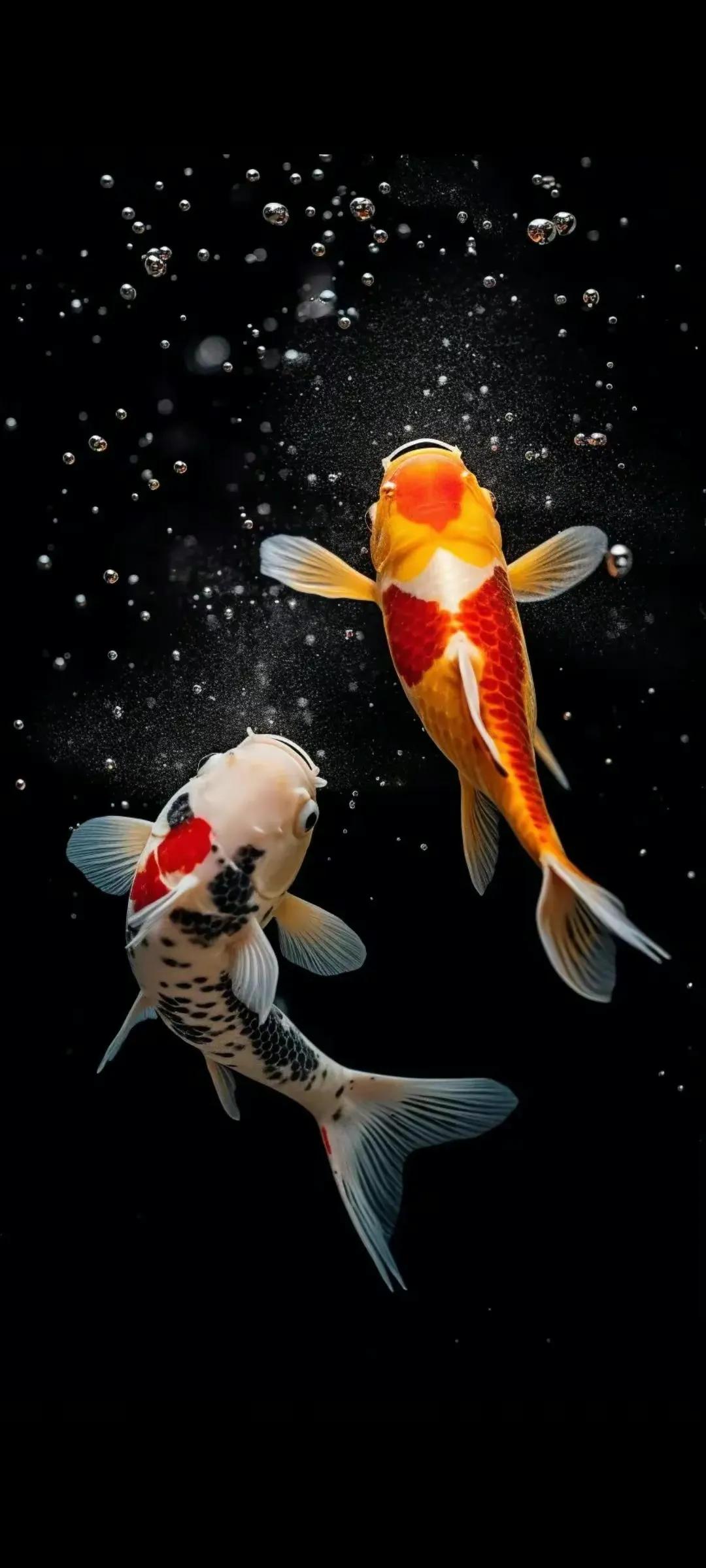 多姿多彩锦鲤图片,锦鲤鱼的照片大全大图可爱