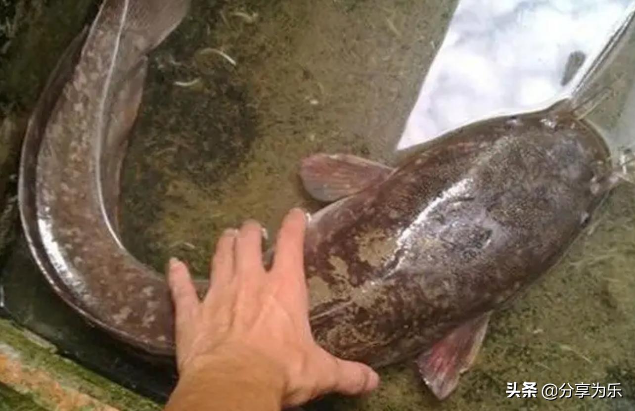 怎么钓塘鲺鱼最好,鱼塘塘鲺鱼钓饵