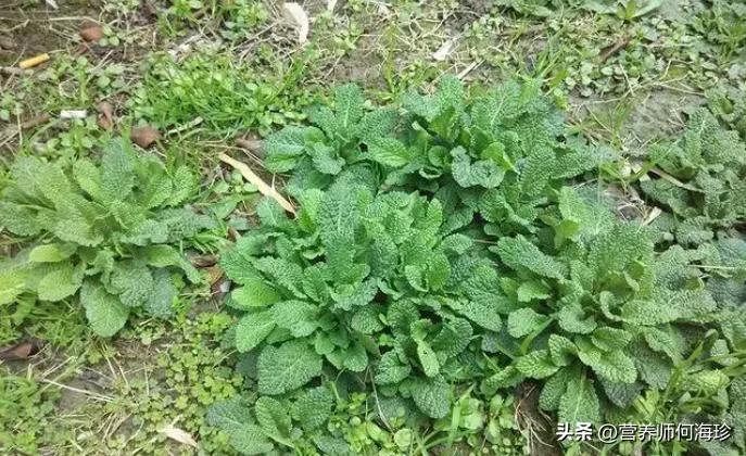 珍贵的痔疮草,农村常见的痔疮草