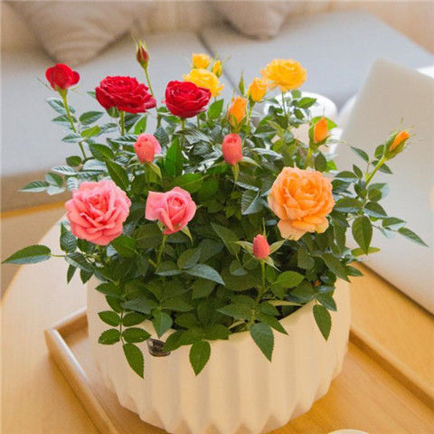 适合女生养的4种花,十大最适合女性养的花