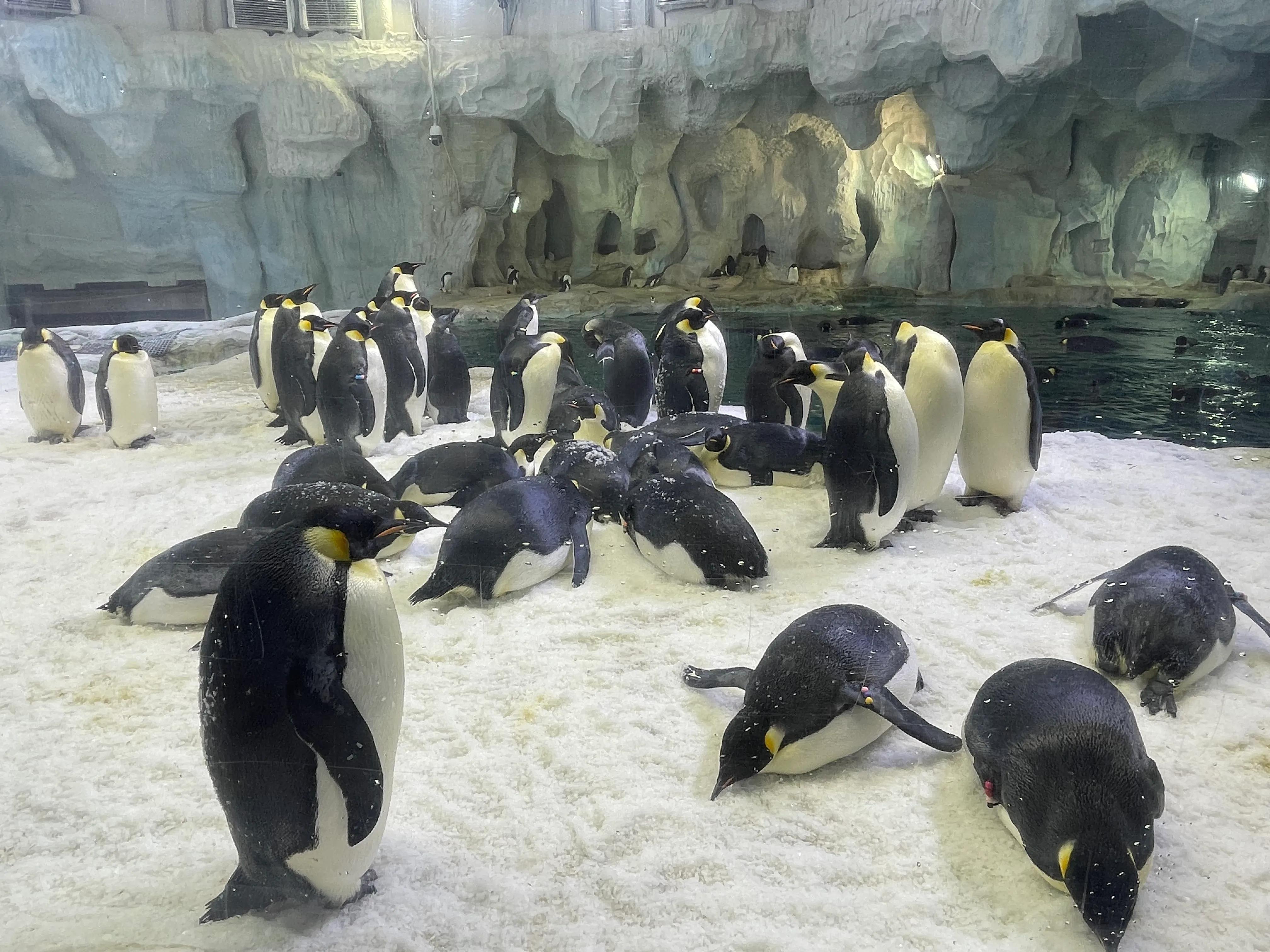 珠海长隆欢乐世界和野生动物园,长隆动物园和珠海海洋王国哪个好