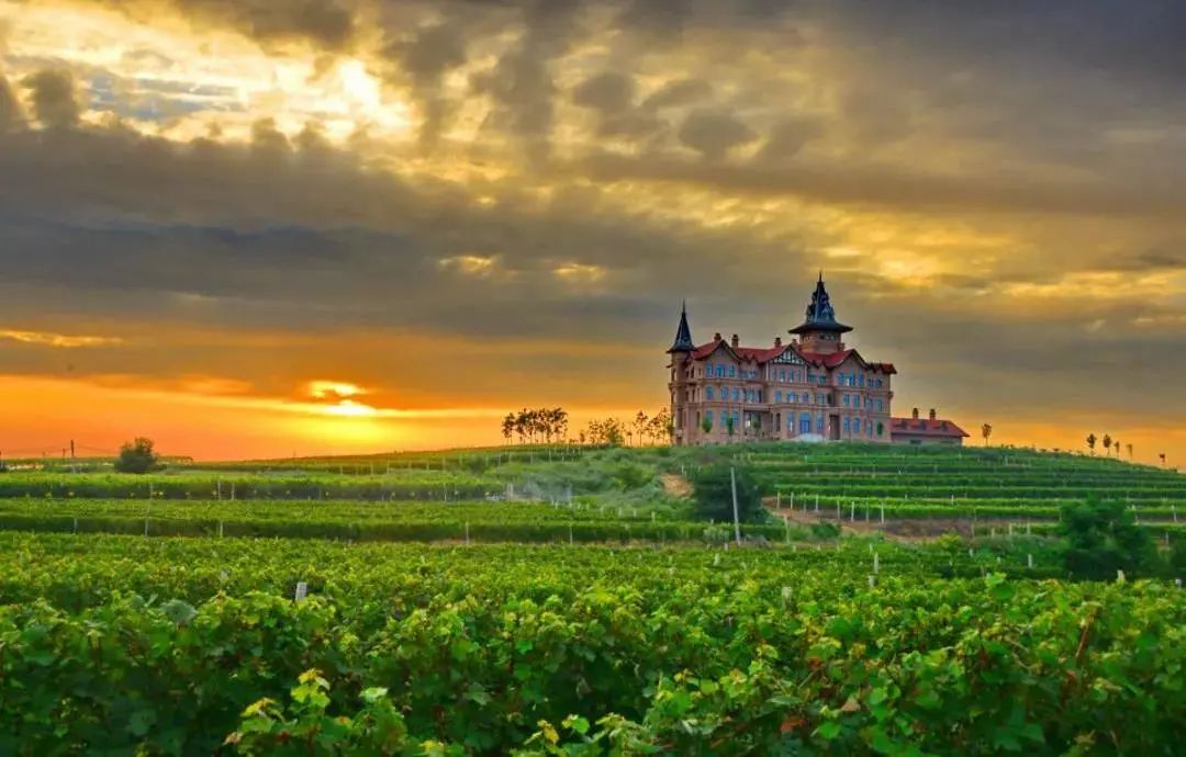 最好吃的爆浆葡萄,香甜爆汁葡萄