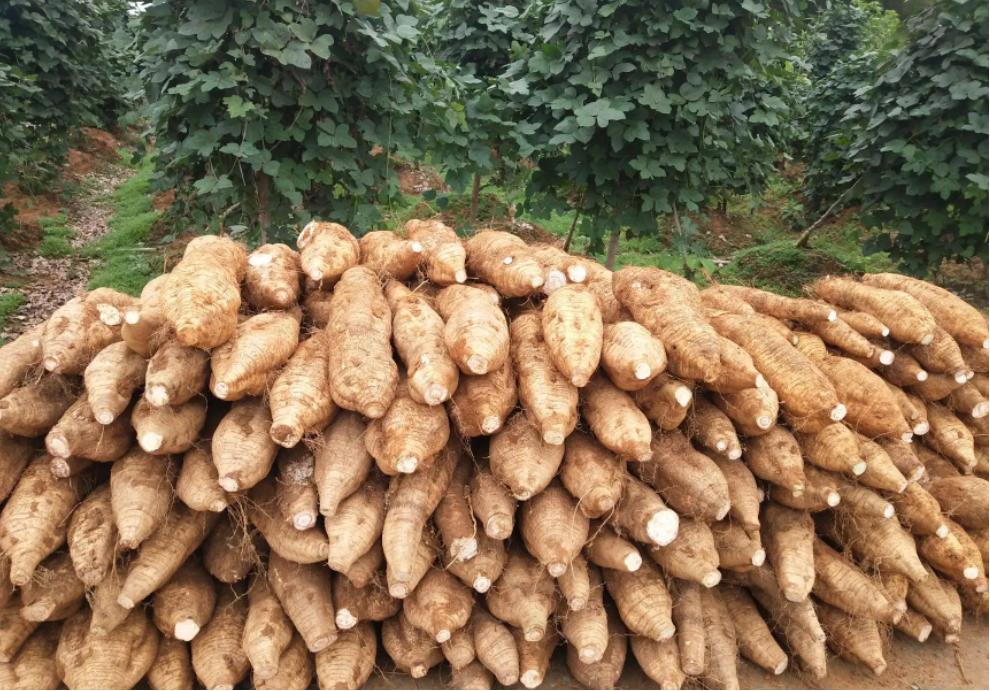 葛根在美国有多厉害,美国花50亿清理葛根