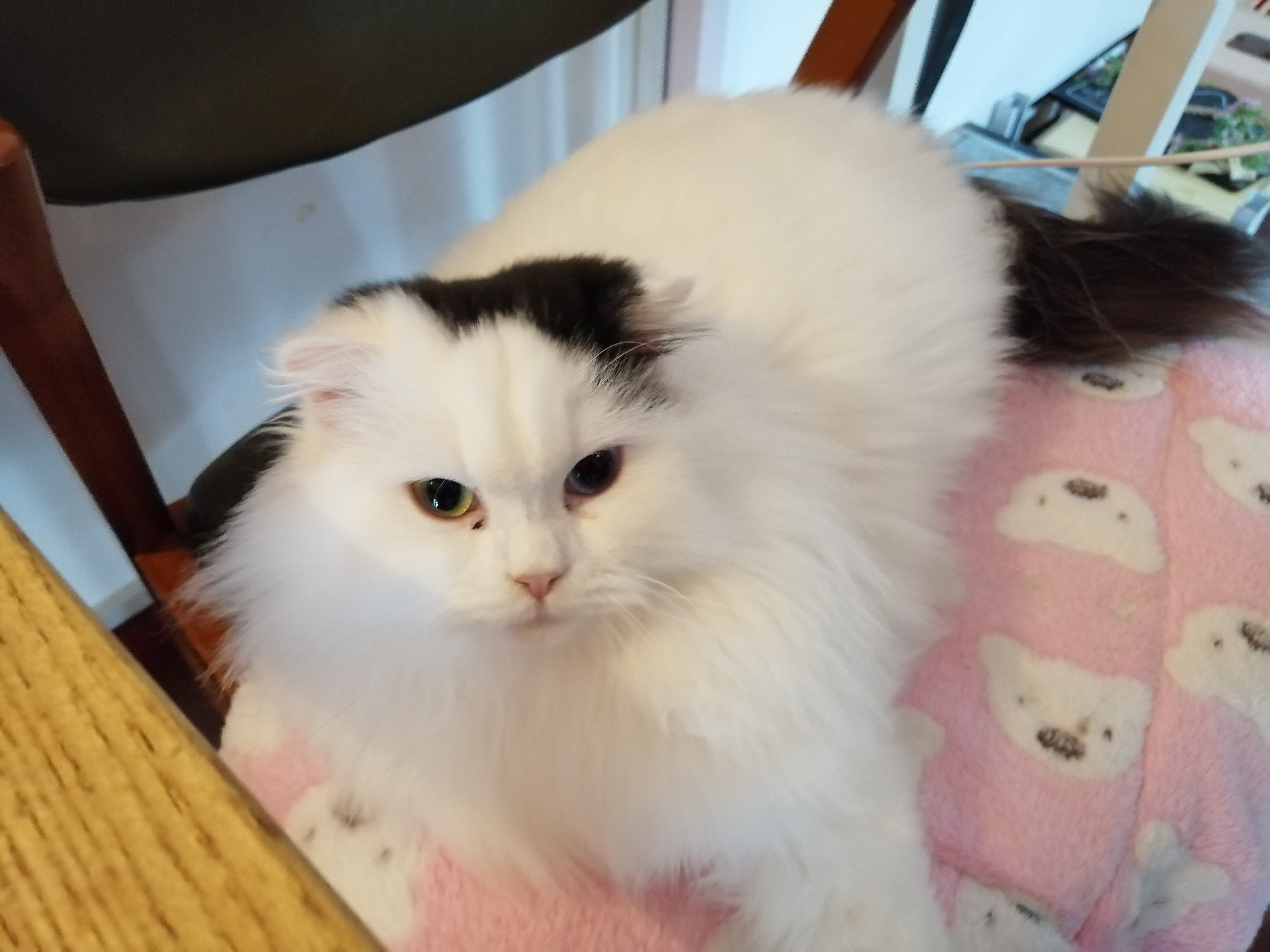 猫咪最爱吃的几种食物,猫咪最爱吃的蔬菜是什么