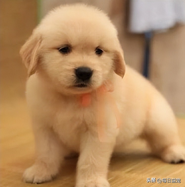 金毛生一窝19只,金毛一胎生了20只小奶狗