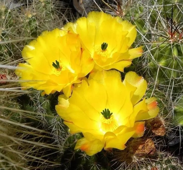 200种·仙人球开花图鉴，大开眼界，美到爆