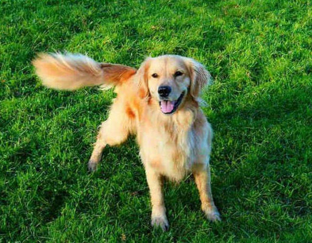 狗狗身上有四处“摸不得”，当心心理问题找上门