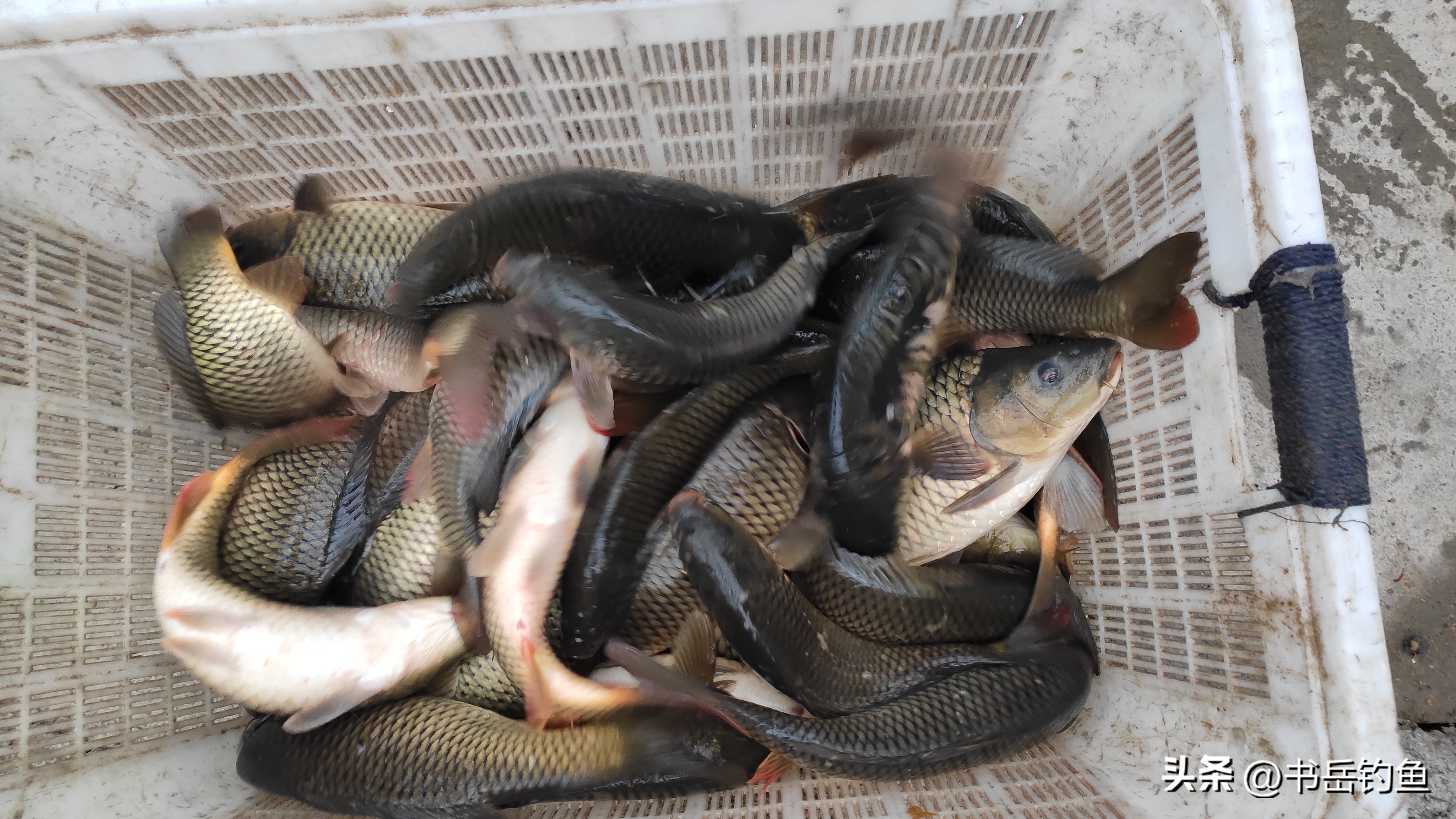 鲤鱼最爱吃啥,鲤鱼食性变化的饵料