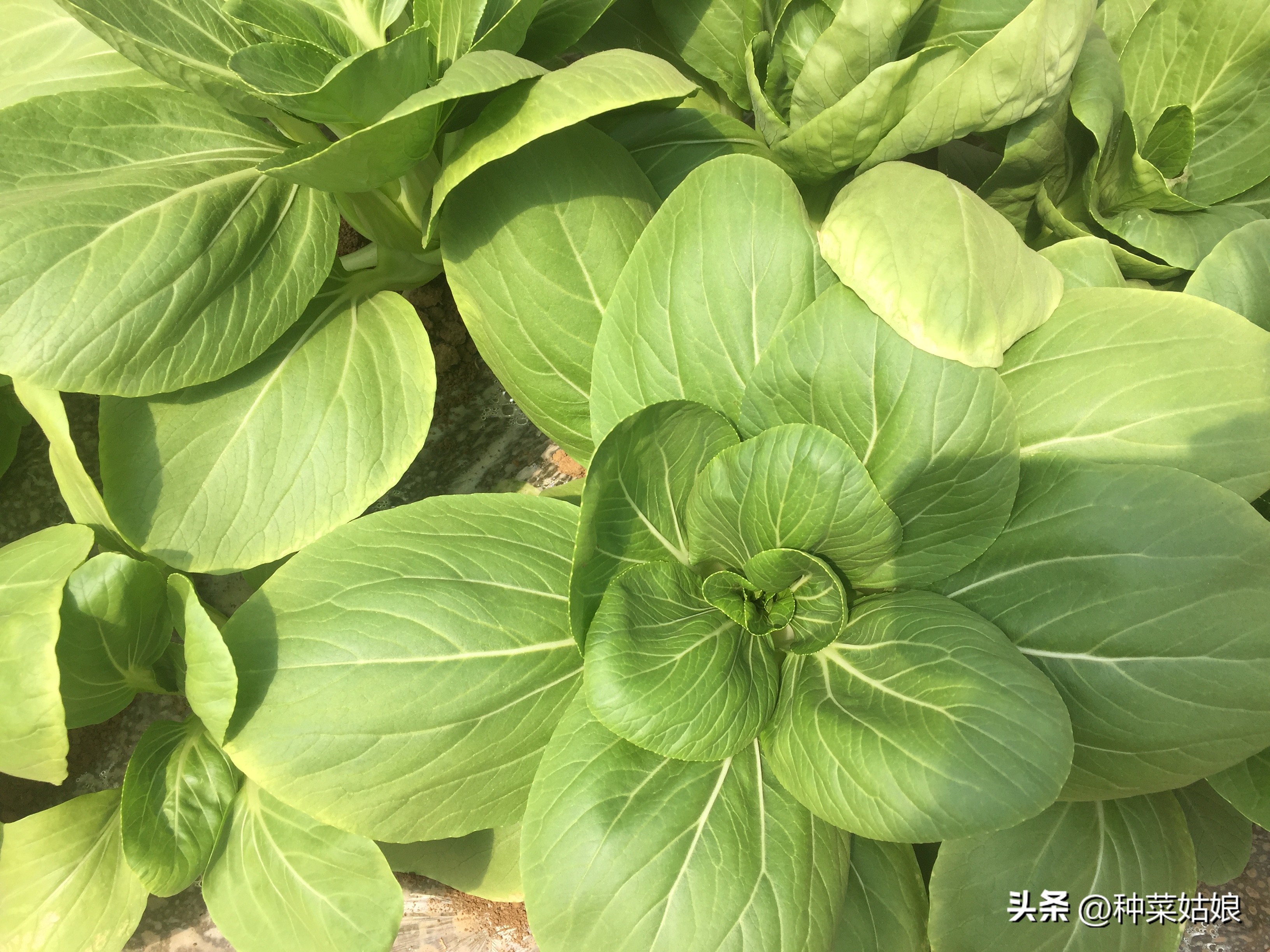 种菜怎么样才能让泥土更松软,种菜泥土太硬怎么可以变软