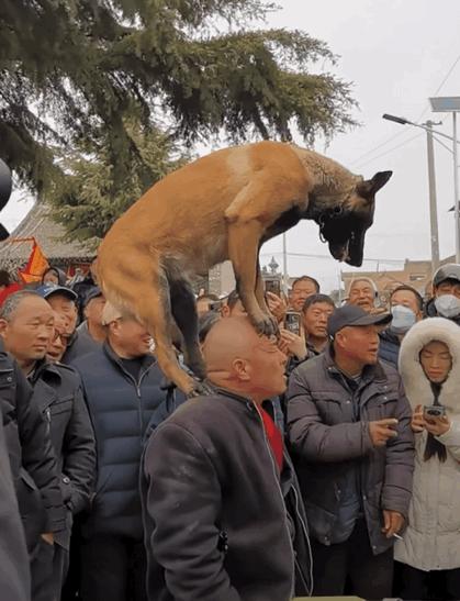 陕西民间绝活，狗踩人头！大爷和马犬的配合太绝了！