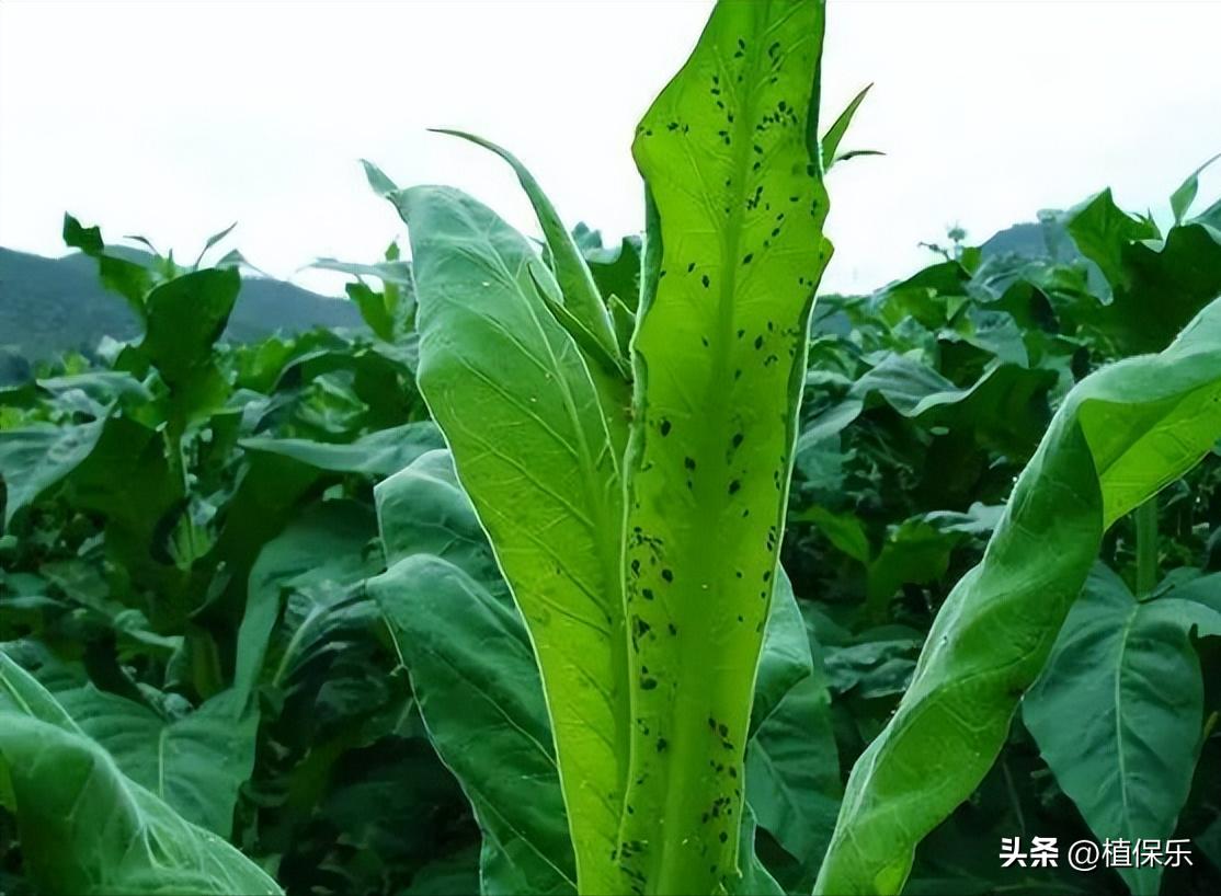 食心虫难治，试试这个药剂，速效又长效