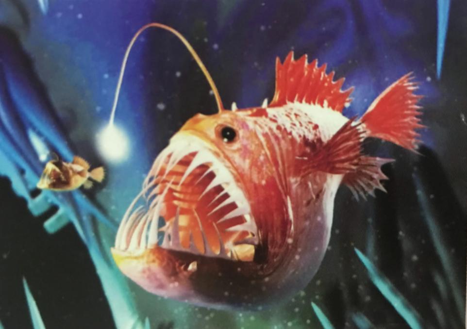 千年草籽万年鱼籽有什么作用,千年草籽万年鱼籽是真的假的