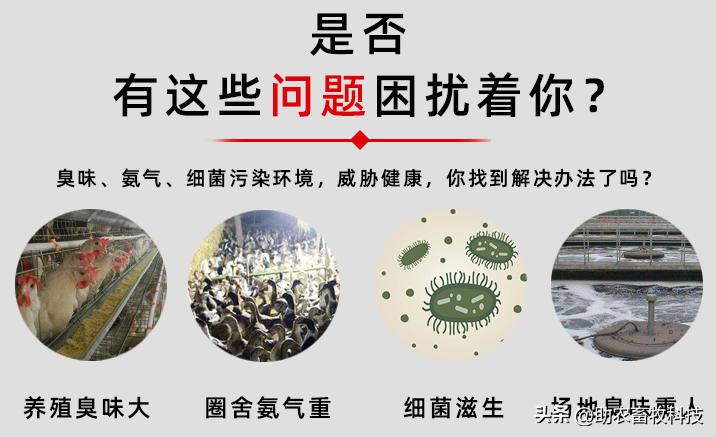 如何提高育肥羊经济效益,育肥猪养殖项目目的是什么