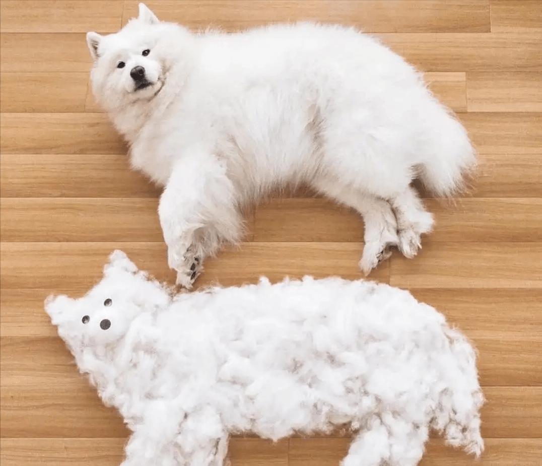 萨摩耶怎么去泪痕最快,萨摩耶狗身上掉毛怎么办