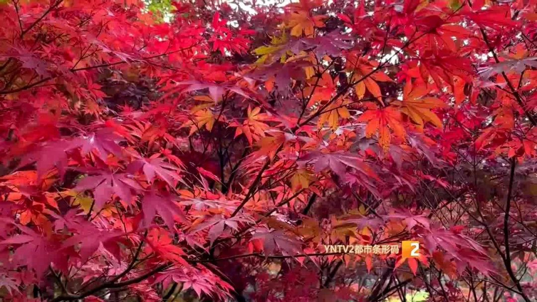 秋天的云南哪里漂亮又美丽,有一种美叫云南的秋天美景