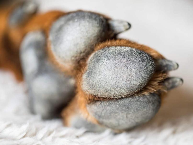 狗狗舔爪子怎么缓解,狗狗舔舐主人是什么表现