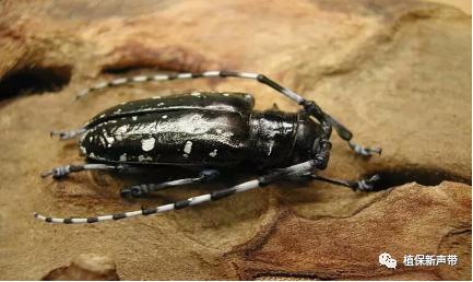 蛀干害虫为害症状识别,什么是蛀干害虫