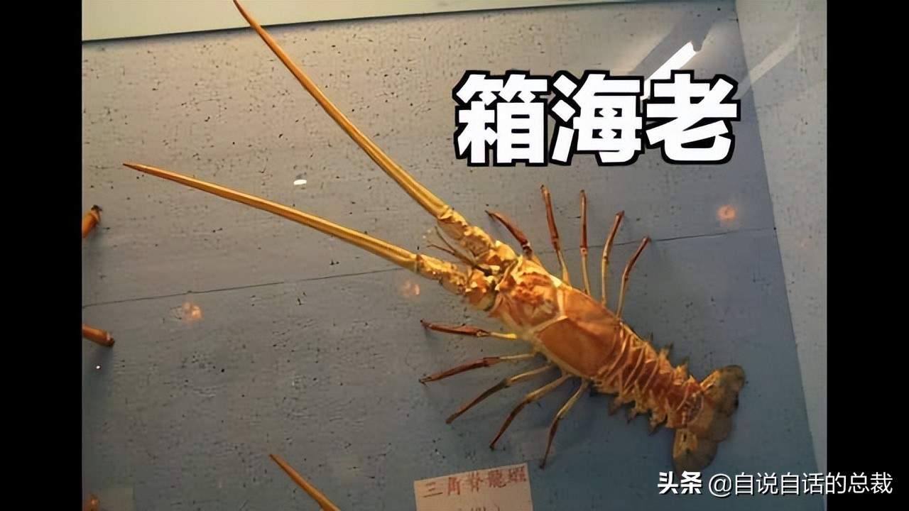 龙虾青龙和花龙区别,龙虾也是生物为什么我们要吃它