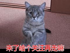 猫的灵性在于观察天地万物,什么颜色的猫最有灵性